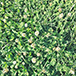 grass_small